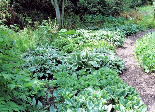 Bohyšky jsou oblíbenou trvalkou zahrad