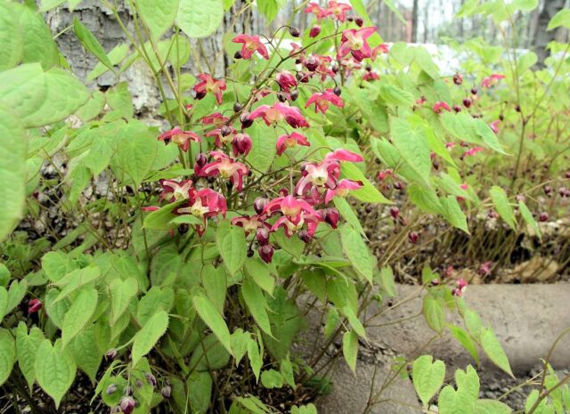 Trvalky vhodné pro pokryv půdy - Epimedium