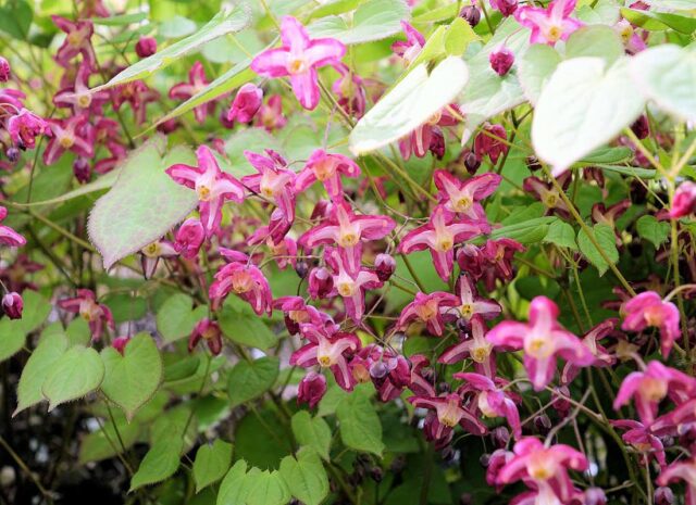 Trvalky vhodné pro pokryv půdy - Epimedium