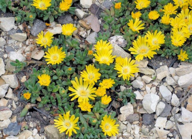 Delosperma basuticum