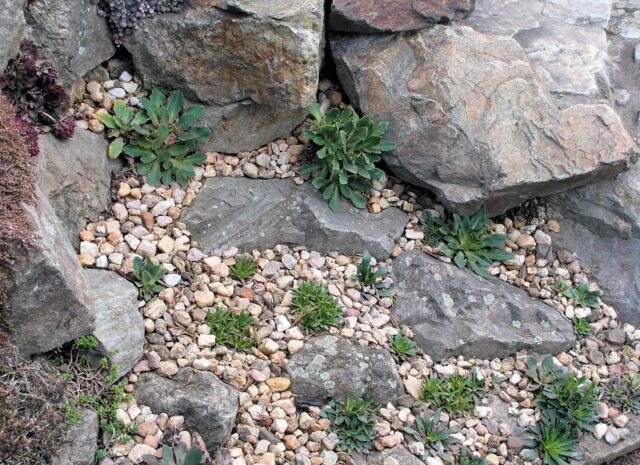 Lewisia je náchylná na přemokření