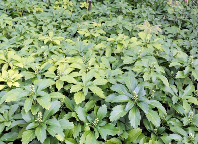 Trvalky vhodné pro pokryv půdy - Pachysandra