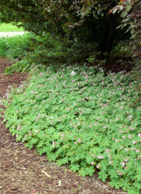 Trvalky vhodné pro pokryv půdy - Geranium