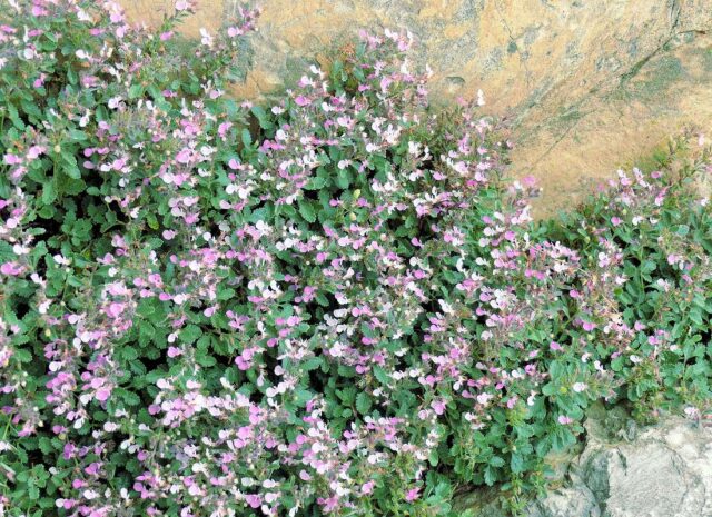 Trvalky vhodné pro pokryv půdy - Teucrium