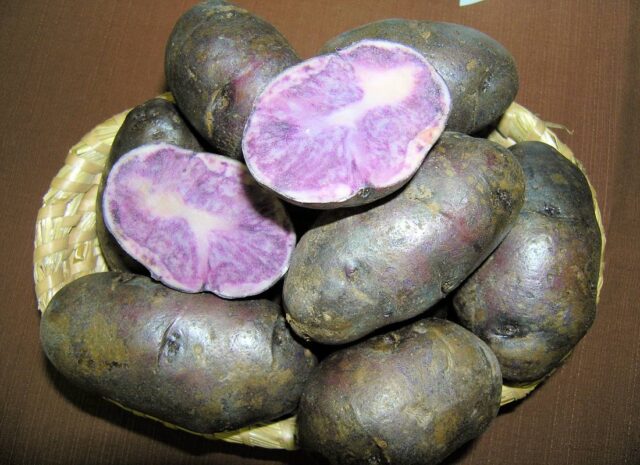 Barevné dužniny brambor - odrůda Valfi