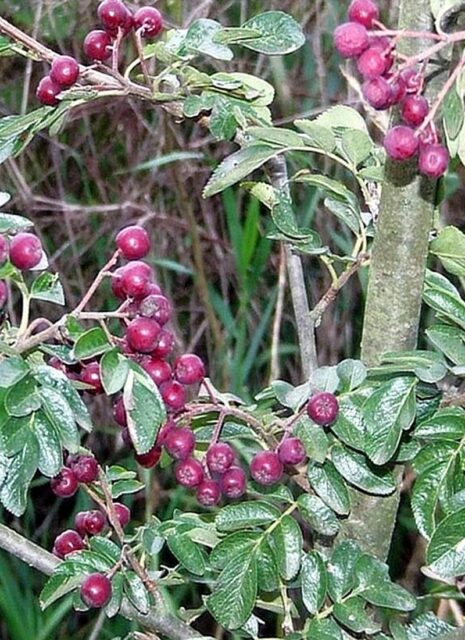 Křížení ovocných druhů - Garanatina