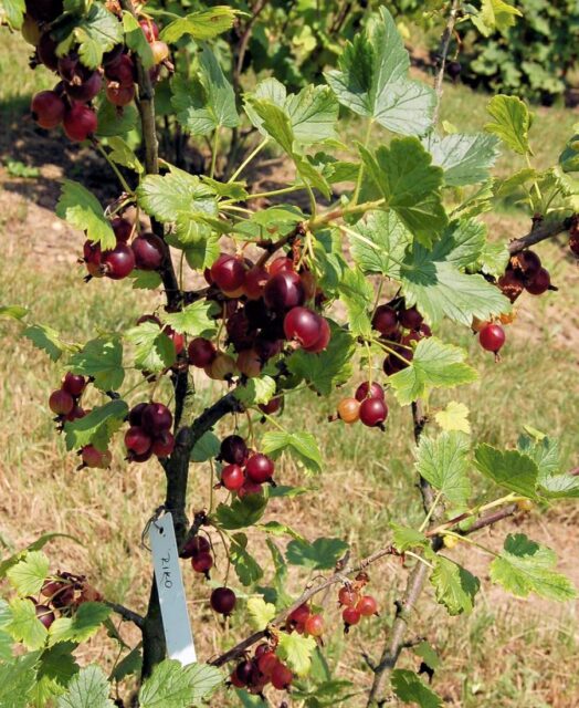 Křížení ovocných druhů - Riko