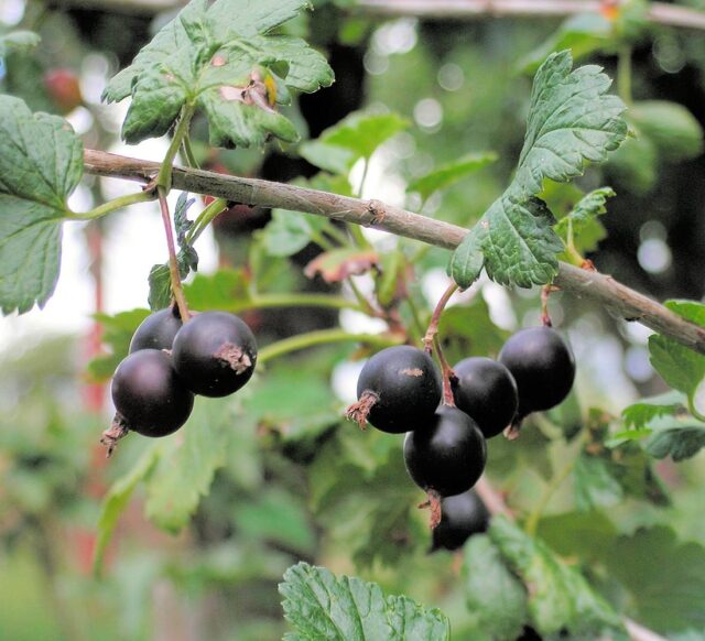 Křížení ovocných druhů - josta