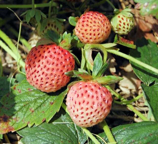 Pineberry White Dream - odrůda jahodníku