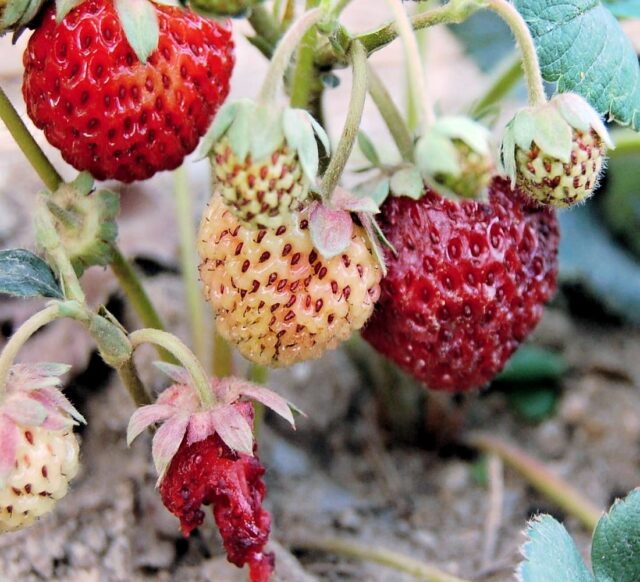 Jahodník odrůda Mieze Schindler