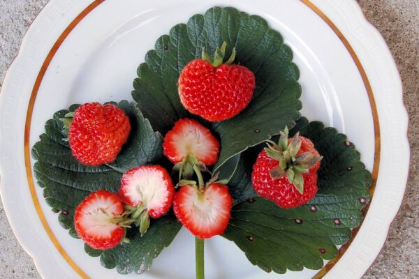 křížení ovocných druhů - Frau Mieze Schindler