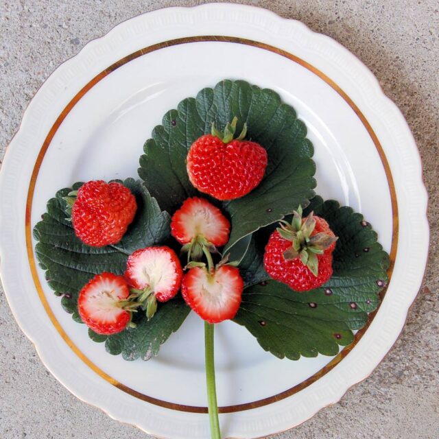 křížení ovocných druhů - Frau Mieze Schindler