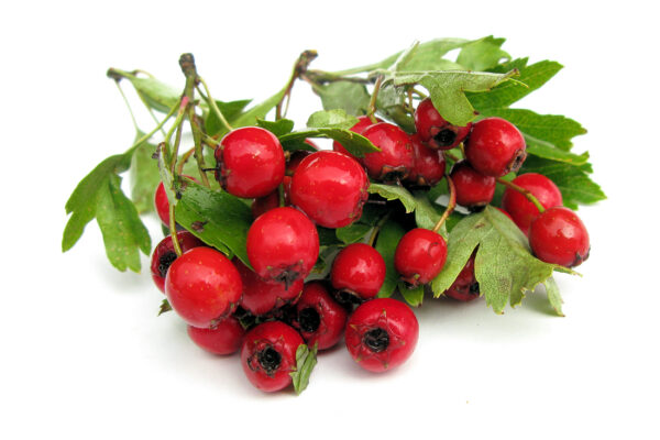 Hloh - Crataegus monogyna