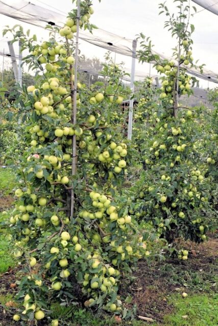 Jabloň Luna – štíhlé vřeteno