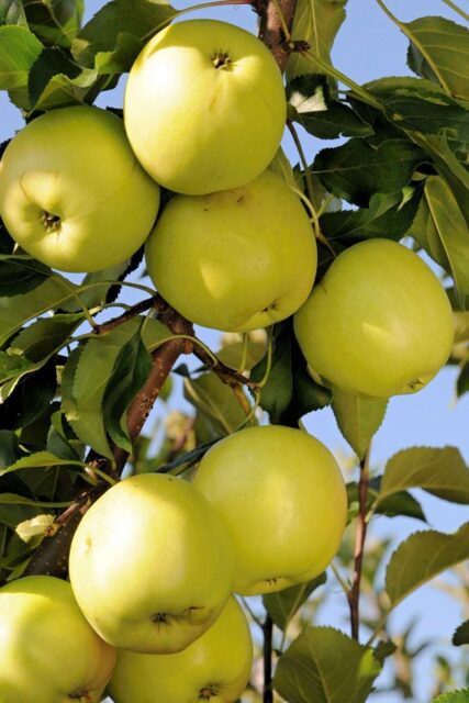 Jabloň Luna – česká rezistentní odrůda