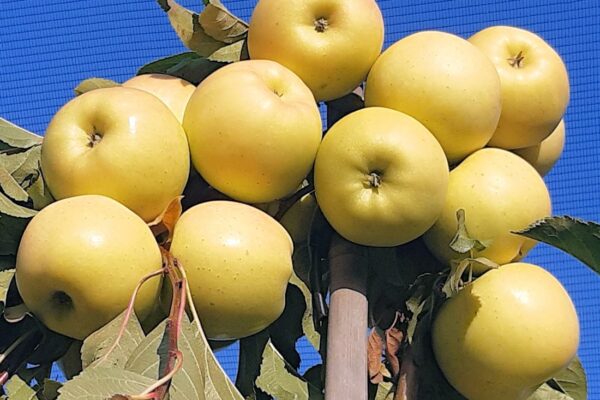 Jabloň Luna – česká rezistentní odrůda