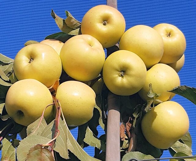 Jabloň Luna – česká rezistentní odrůda