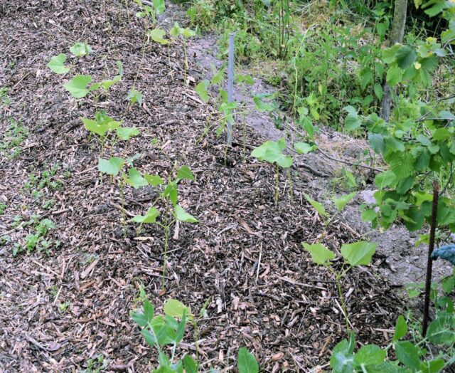 Dřevnatý odpad - mulč v zeleninovém záhonu