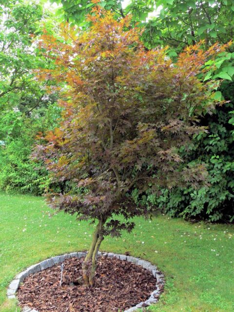 Dřevnatý odpad jako mulč pod strom