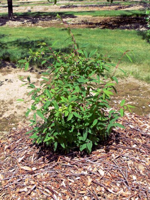 Dřevnatý odpad - štěpka