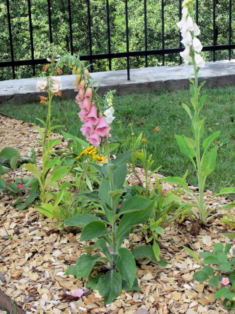 Dřevnatý odpad - štěpka