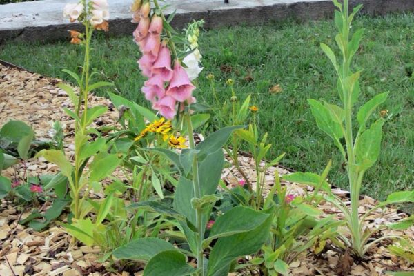 Dřevnatý odpad - štěpka