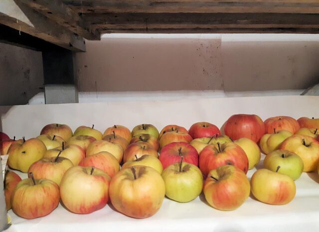 Uskladněné ovoce kontrolujeme