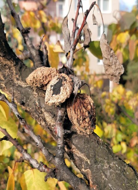 listopad na zahradě - odstraňování mumifikovaných plodů