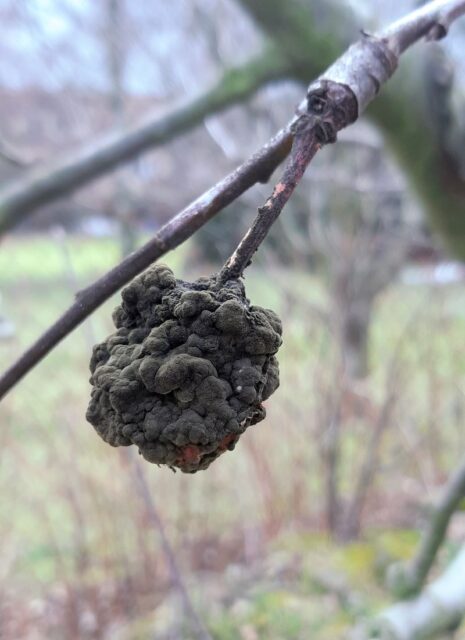 Mumifikované plody odstraňujeme