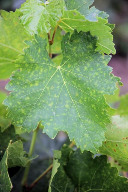 ESCA révy vinné první příznaky