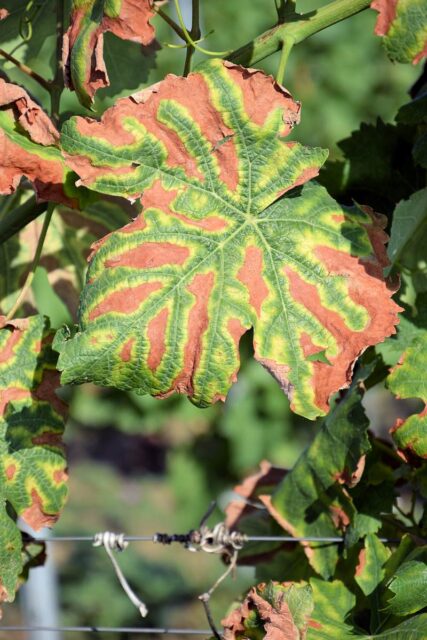 Typický příznak ESCA na listech