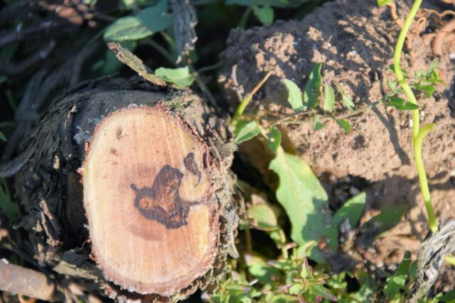 ESCA révy vinné - poškození dřeva