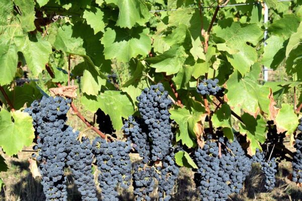 Keř nové odrůd révy Fragment