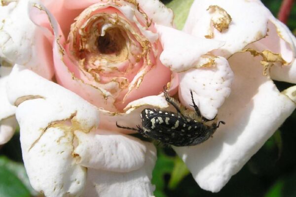 Odborník ČZS radí - růže