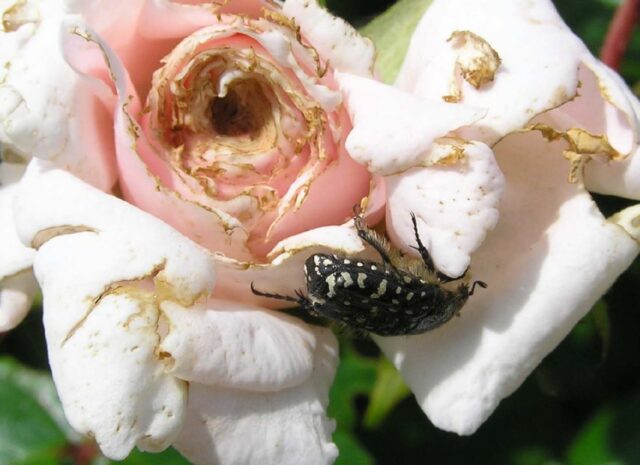 Odborník ČZS radí - růže