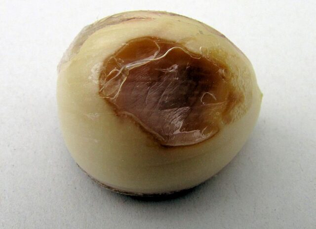 Odborník ČZS radí - česnek