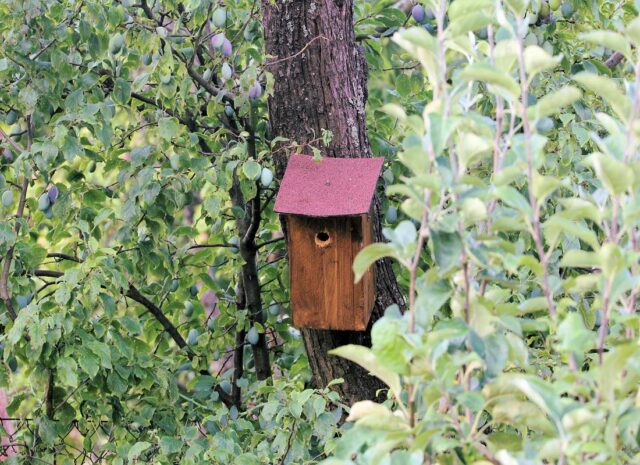 Ptačí budka začleněná do zahrady