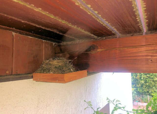 I jedno prkénko poslouží jako základ pro ptačí hnízdění