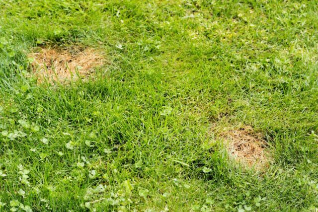 Aktuální problémy zahrádkářů - kruhy v trávníku