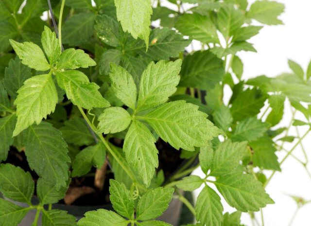 Gynostema pětilistá