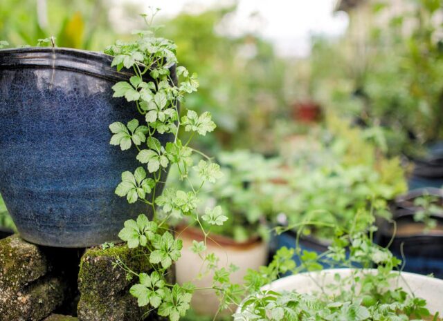 Gynostema pětilistá