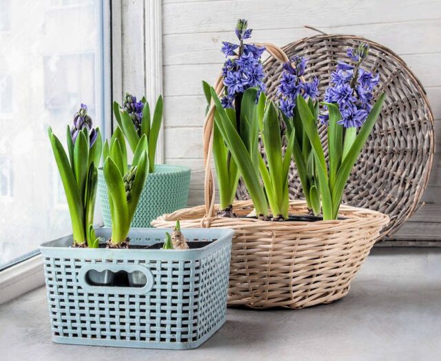 Hyacinty můžete úspěšně rychlit 