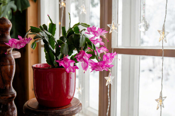 Vánoční kaktus v plné kráse