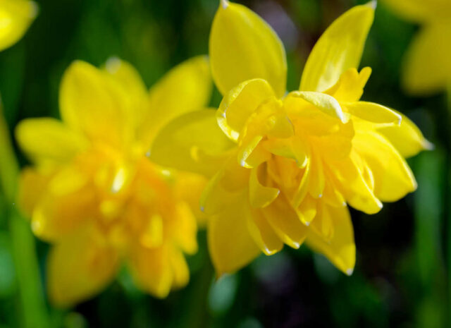 Pro rychlení jsou vhodné starší odrůdy narcisů - Carlton