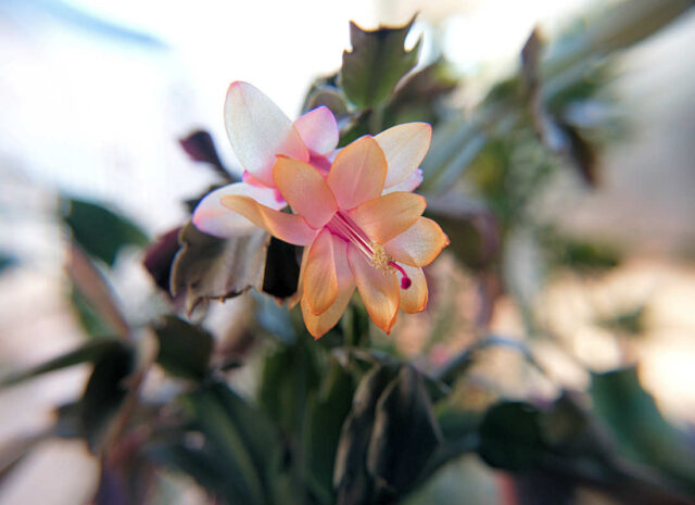 Vánoční kaktus detail květu