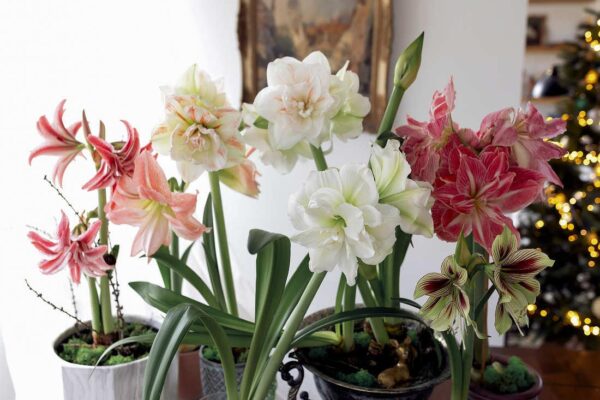 Cibuloviny pro zimní rychlení - amarylisy