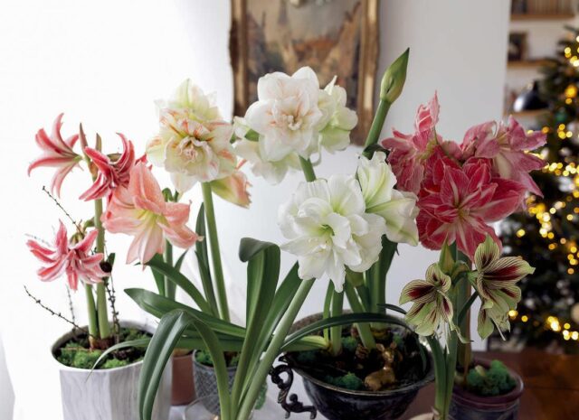 Cibuloviny pro zimní rychlení - amarylisy