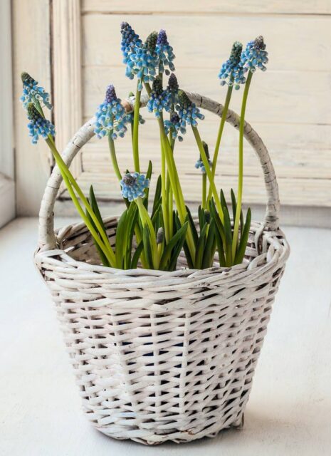 Nejlépe na rychlení reagují narcisy, možná i modřence