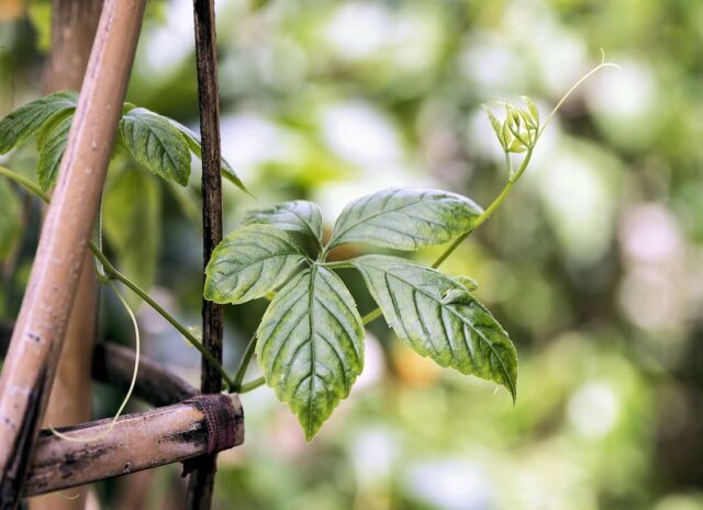 Gynostema pětilistá