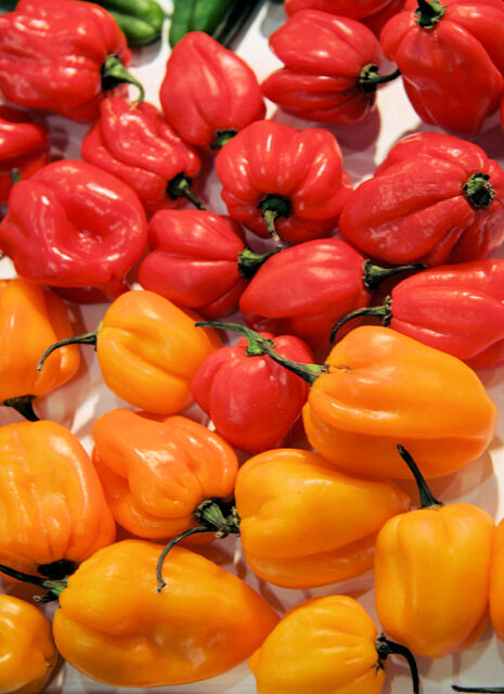 Pálivé papriky - habanero